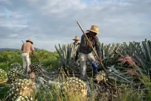 Tequila vs mezcal | Farmers harvesting the pina of the agave plant in order to make tequila and mezcal Tequila vs mezcal | Farmers harvesting the pina of the agave plant in order to make tequila and mezcal