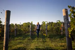 Ontario Wine Awards | Someone walking through the Domaine Queylus vineyard