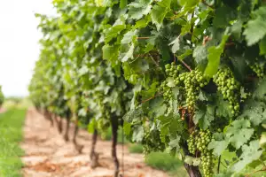 Ontario Wine Awards | The vineyard at Lakeview Winery