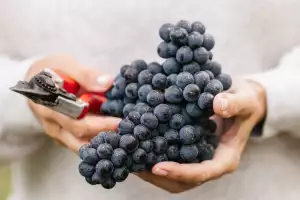 Foodism ICON Awards | Wine ICON: Kelly Mason holds grapes