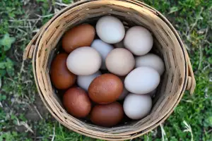 White vs brown eggs | White and brown eggs in a basket White vs brown eggs | White and brown eggs in a basket