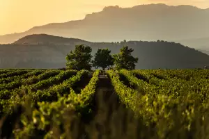 Rioja wine | Vineyards in Rioja, Spain