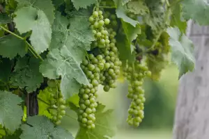 Nova Scotia wineries | A grape vine close-up at Benjamin Bridge in Nova Scotia
