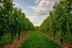 Nova Scotia wineries | A vineyard at Domaine de Grand Pr&eacute; winery in Nova Scotia