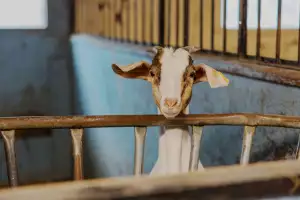 Farm-to-table dining in Qu&eacute;bec: A goat at agritourism farm Le Mangeoir