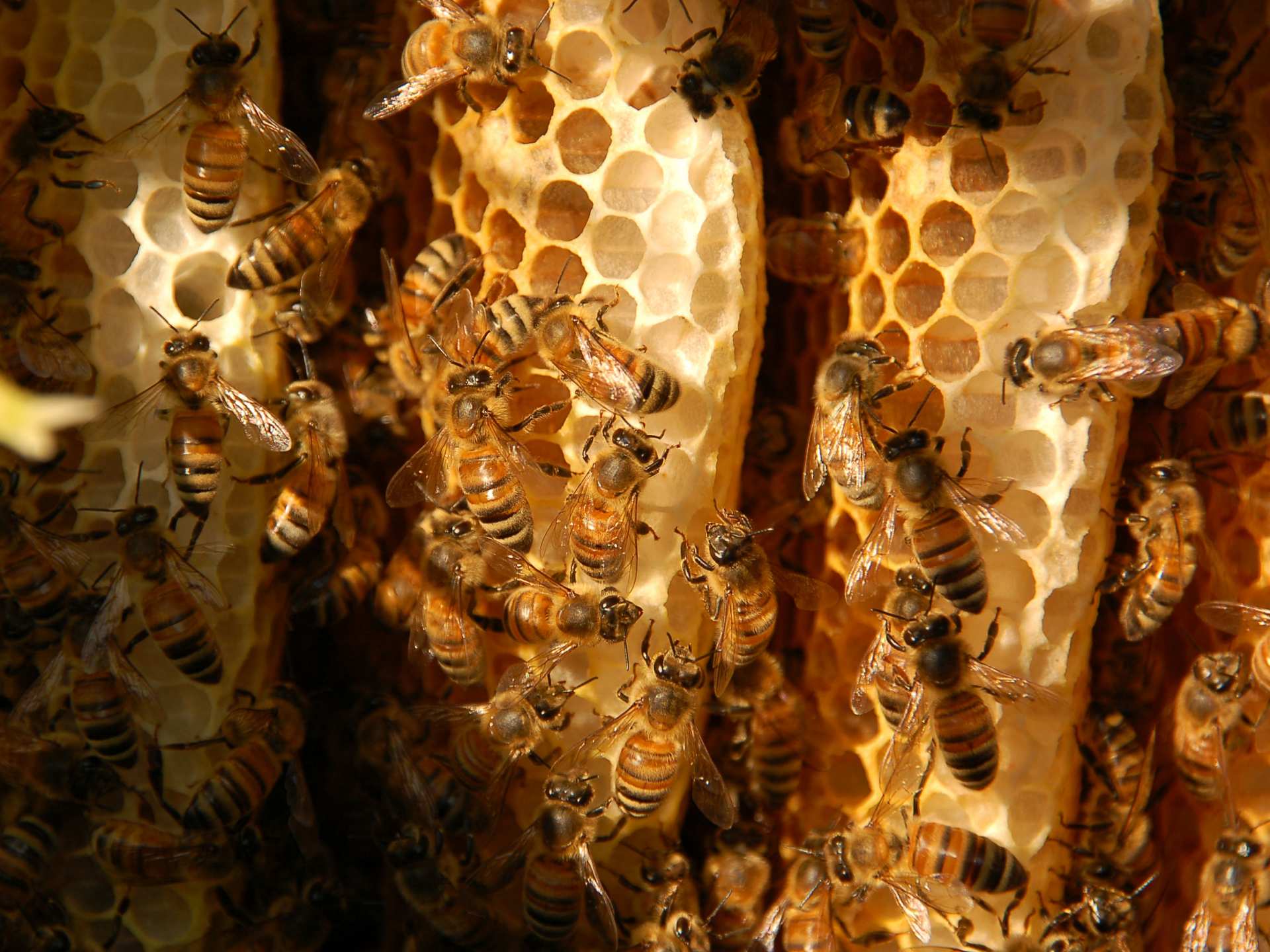 Honey and honeycomb | A colony of bees in the vines Honey and honeycomb | A colony of bees in the vines