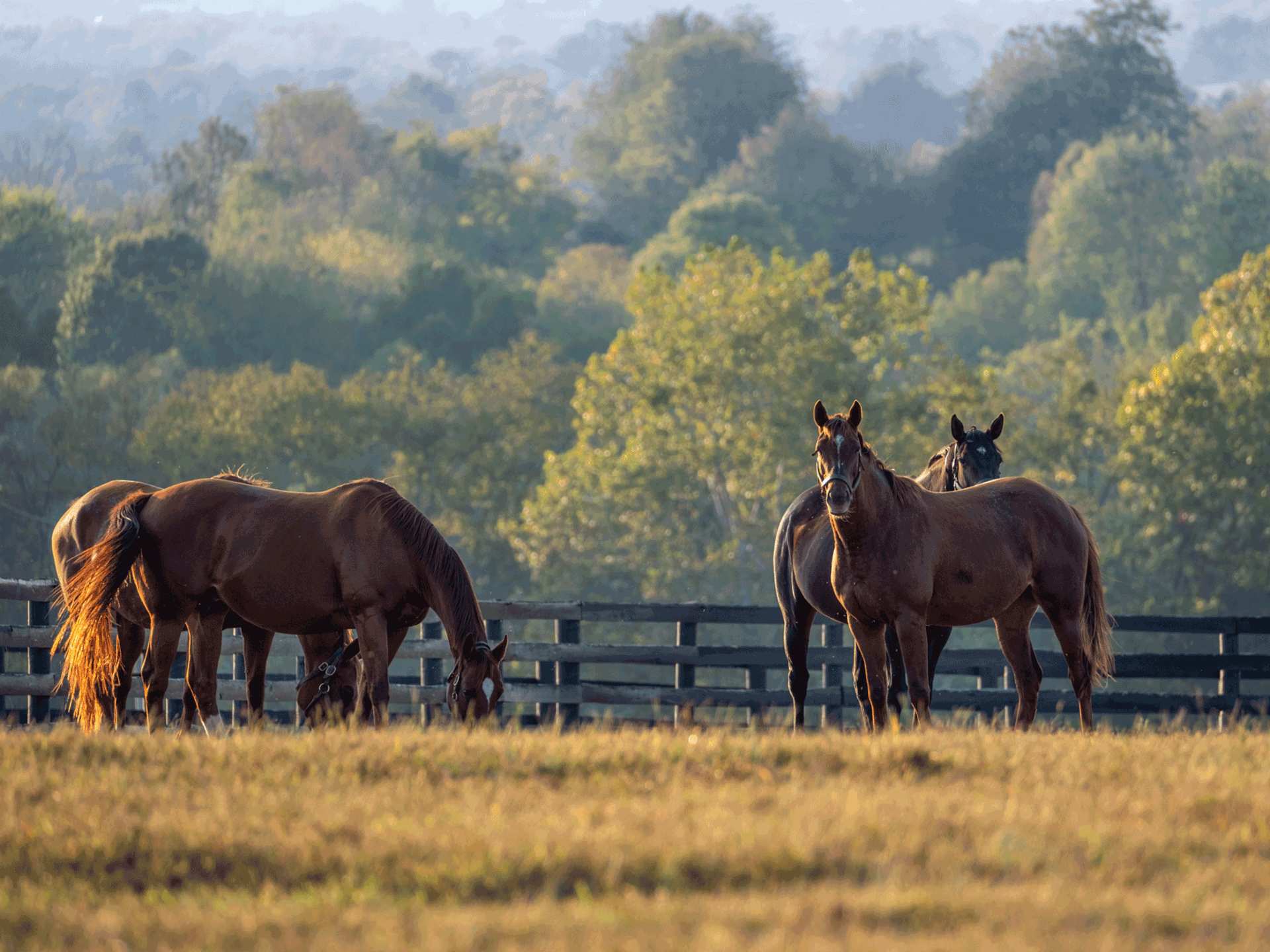 Visit Kentucky | Horse Country Visit Kentucky | Horse Country