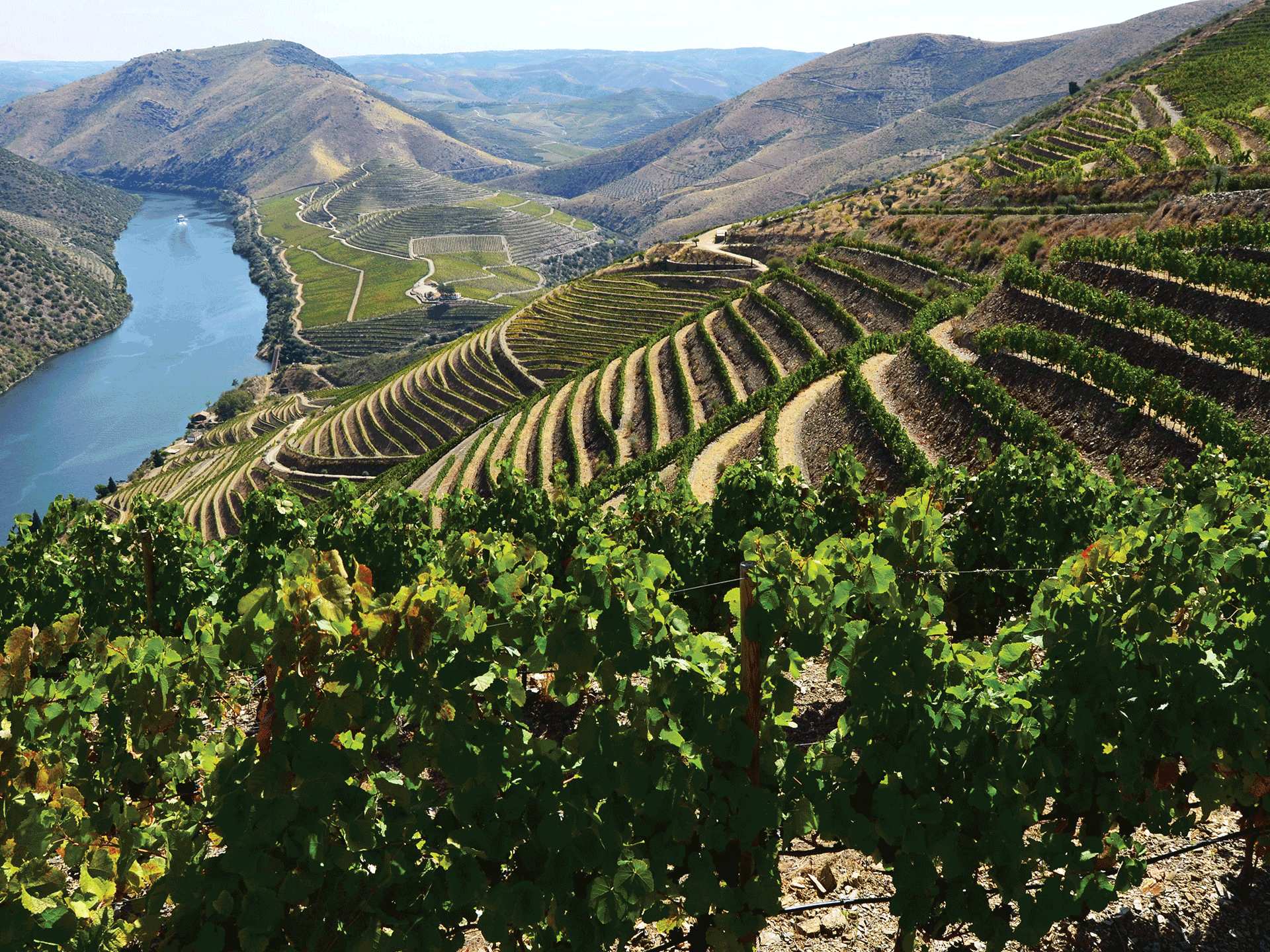 Wines from Portugal | Vines in Lisboa