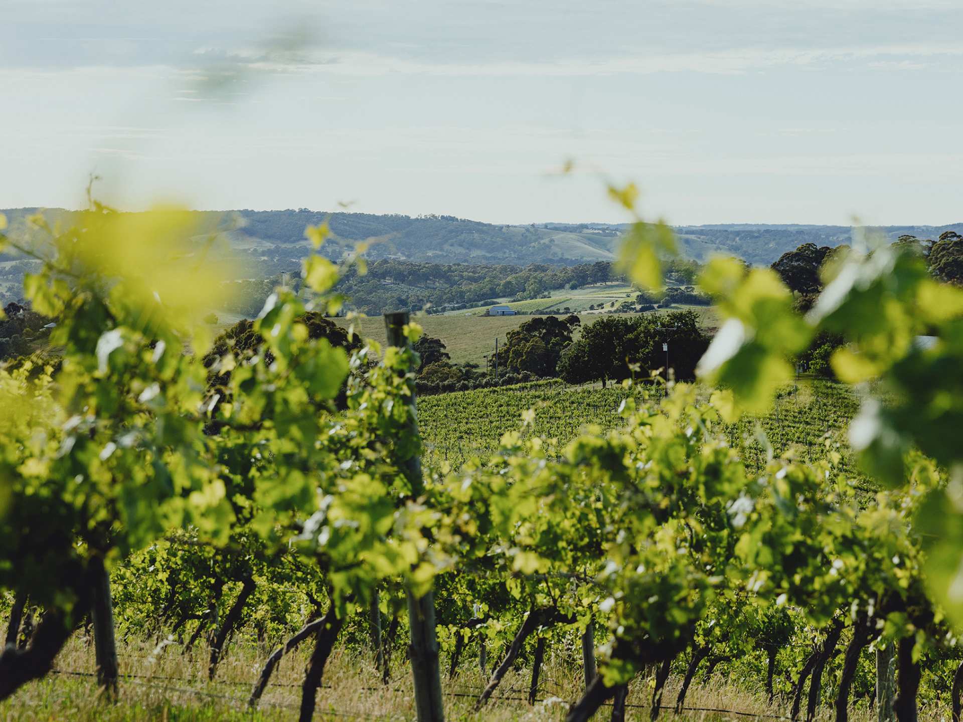 Angove wine | Angove wine vineyard Angove wine | Angove wine vineyard