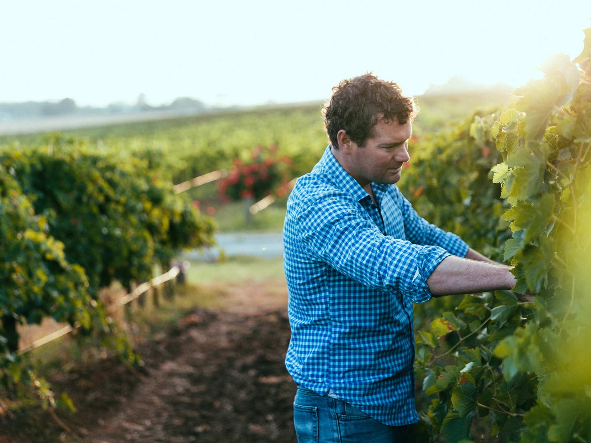 Angove wine | Richard Angove looking at Angove wine grapes Angove wine | Richard Angove looking at Angove wine grapes