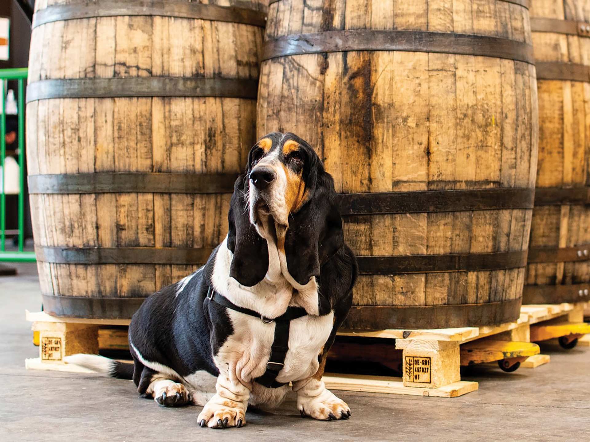 A dog in front of barrels at Left Field Brewery A dog in front of barrels at Left Field Brewery