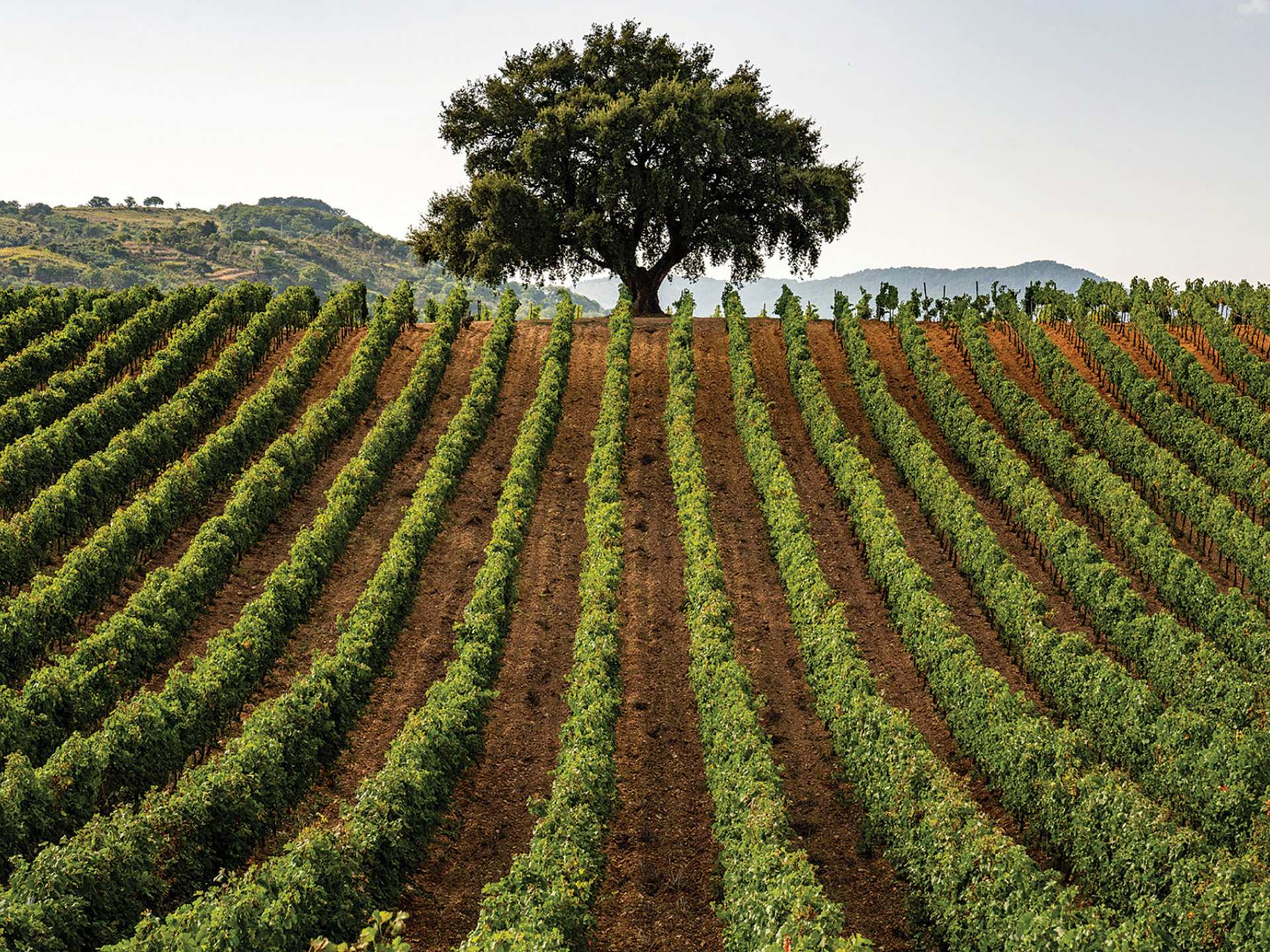 Rows of vines in Sicily, Italy