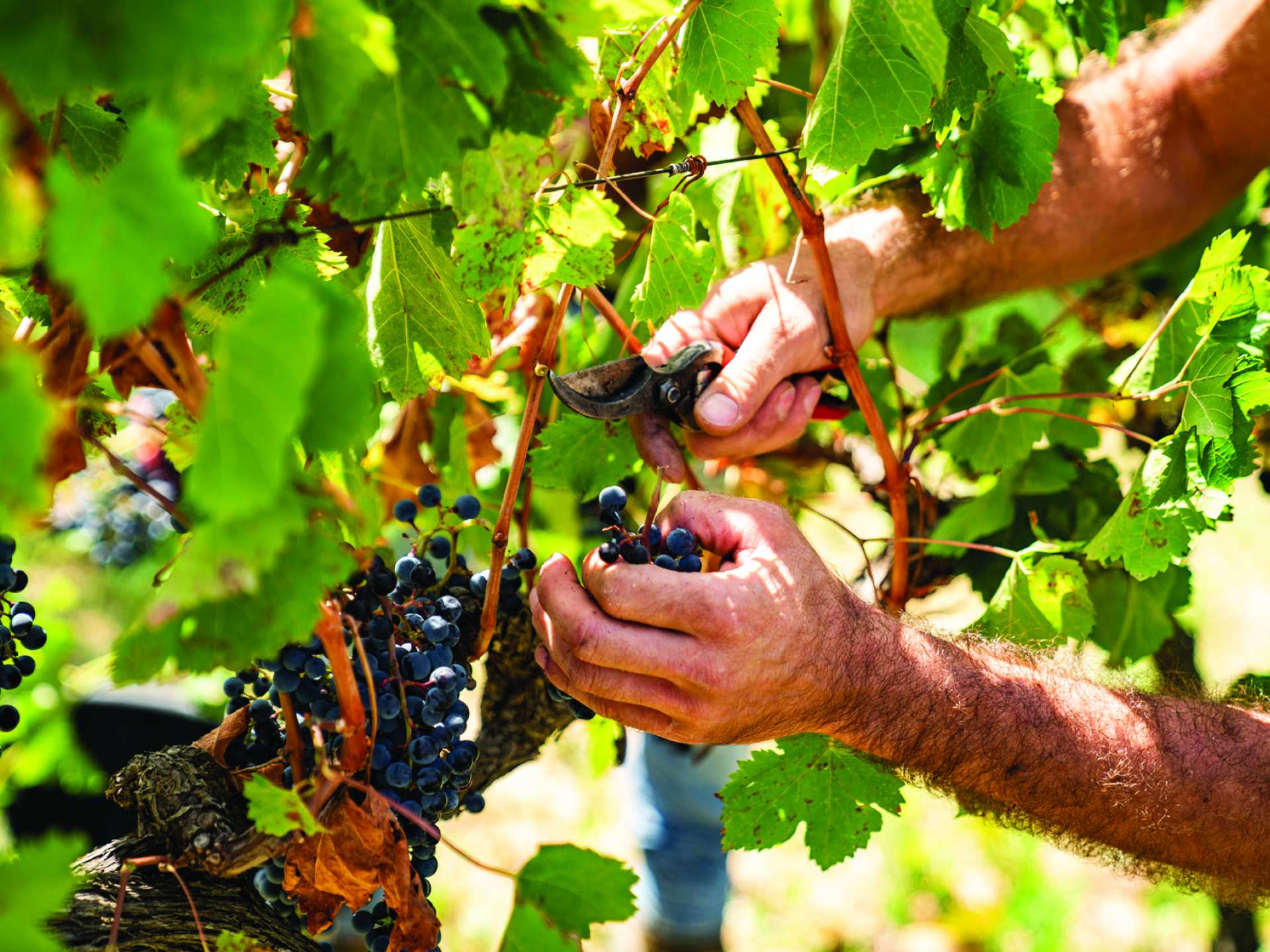Clipping red grapes in a Sicilian vineyard Clipping red grapes in a Sicilian vineyard