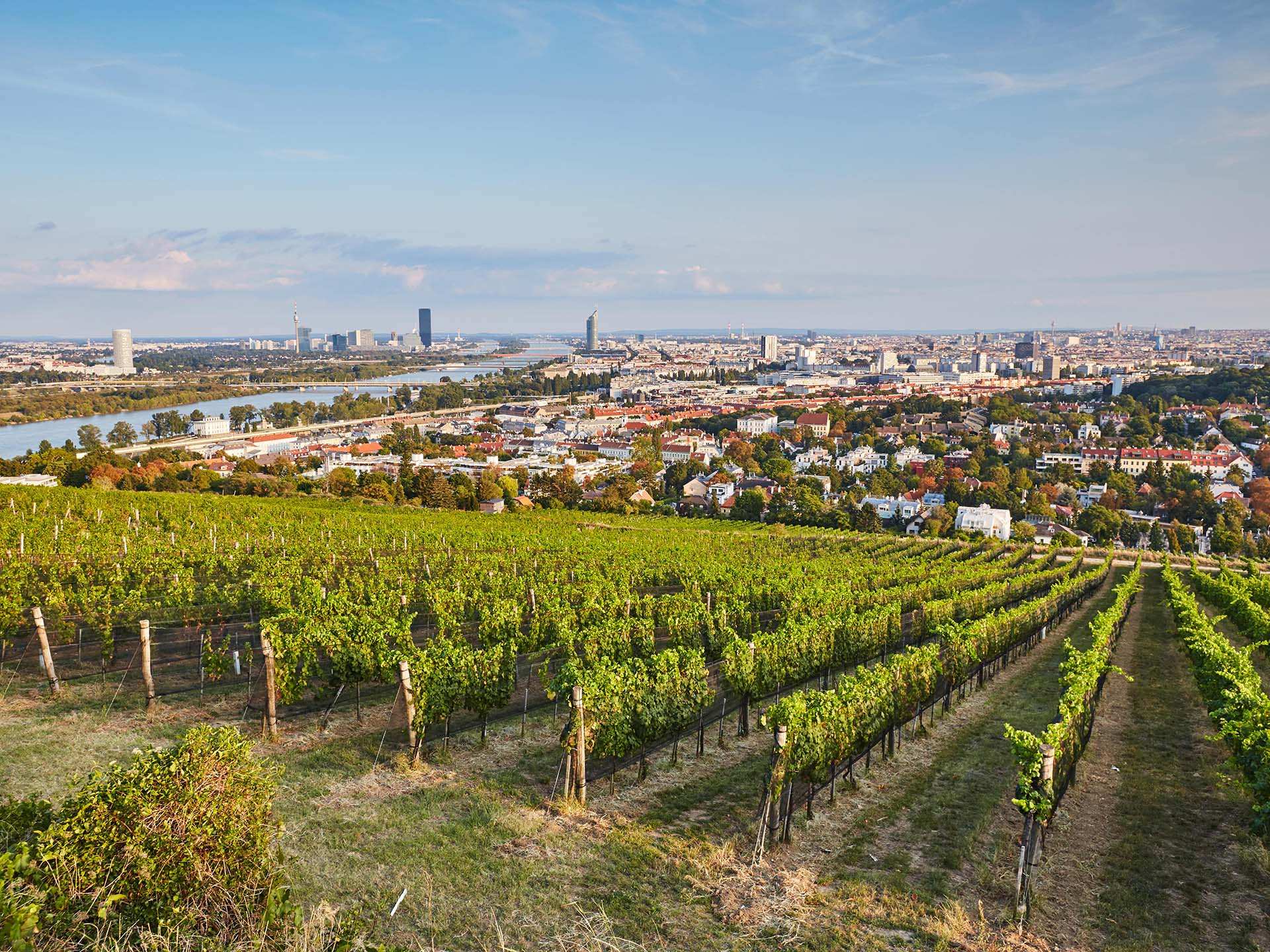Viennese vineyards with the city in the background Viennese vineyards with the city in the background