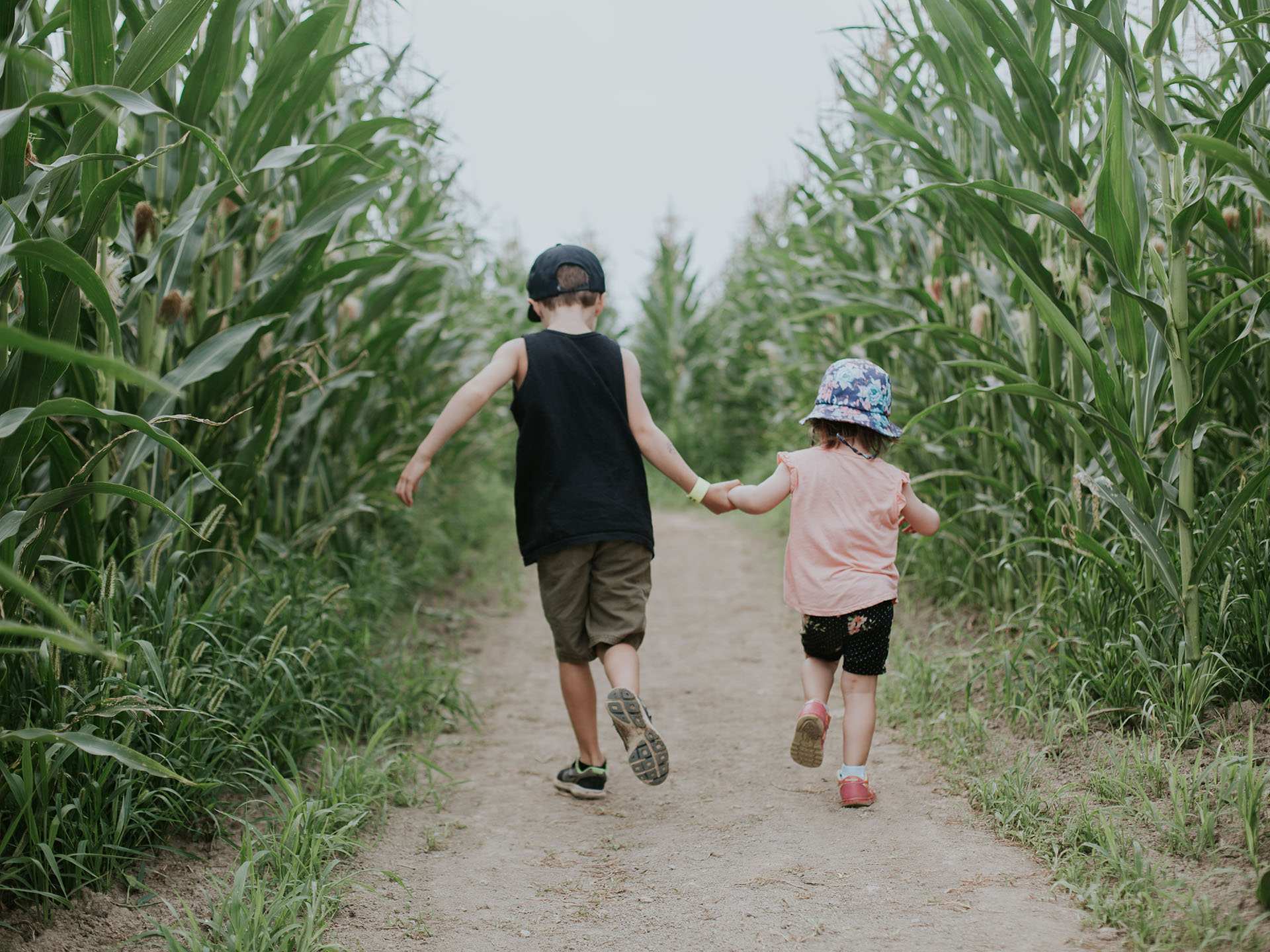 Two kids exploring a corn maze Two kids exploring a corn maze