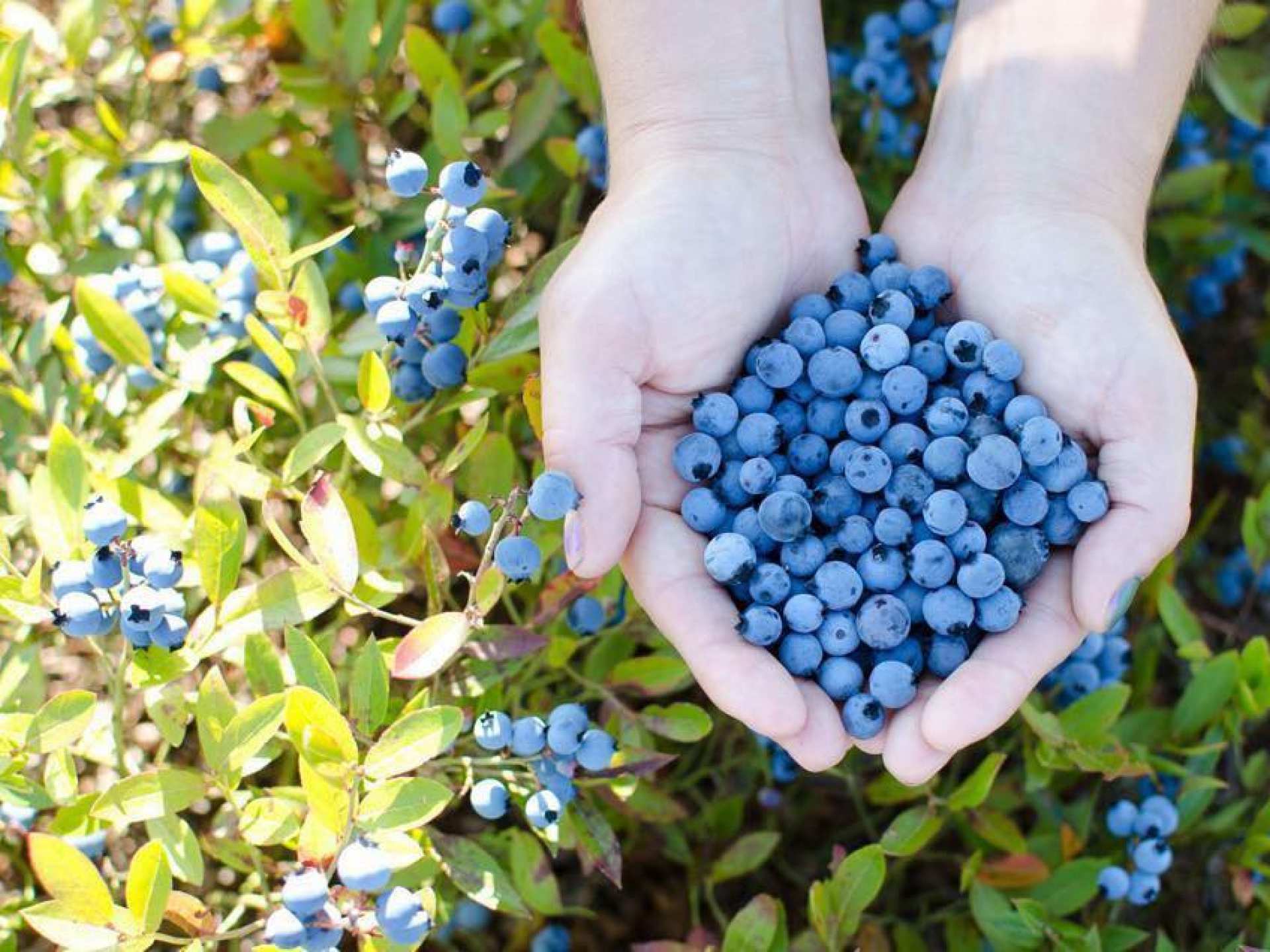 Blueberries Blueberries