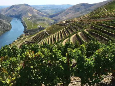 Wines from Portugal | Vines in Lisboa