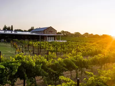 Angove wine | An Angove Organic wine vineyard