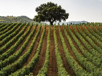 Rows of vines in Sicily, Italy