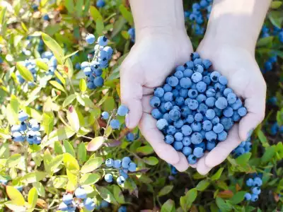 Blueberries