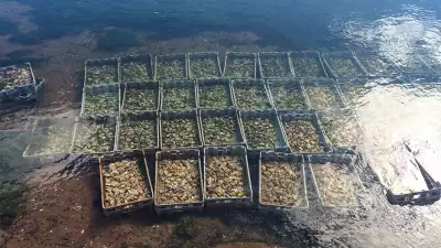An oyster farm on PEI