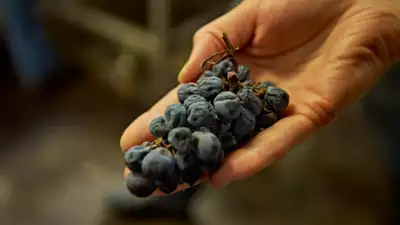 The Foreign Affair Winery
