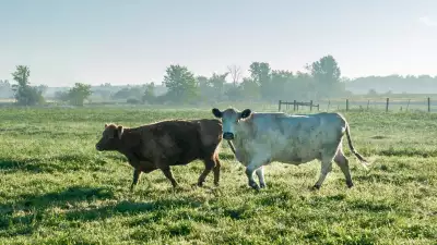 West Side Beef: local, antibiotic-free, ethical meat delivery