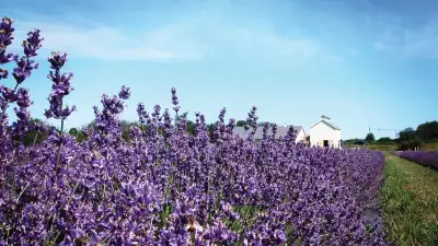 Canadian mead: Lavender fields