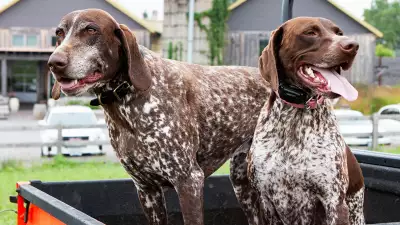 Willibald Farm Distillery and Brewery in Ayr, Ontario | Dogs welcome
