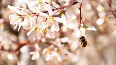 Honey and honeycomb | A bee sips from a flower
