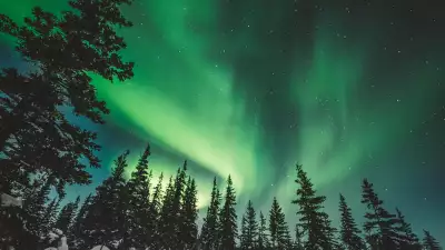 Visit Churchill Manitoba | The Northern Lights over treetops