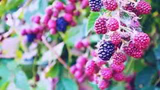 blackberry-pie-recipe