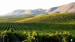 Cambria Vineyard (Jackson Family Wines)