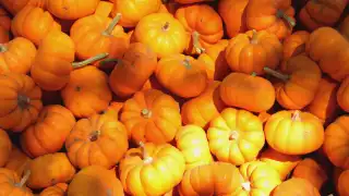 Top Six in the 6ix: Crowd-Free Halloween Inspiration