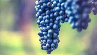 Lambrusco