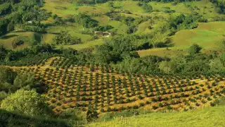 Colombia coffee Colombia coffee