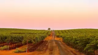 McManis Family Vineyards