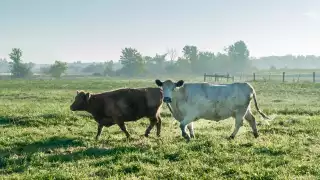 West Side Beef: local, antibiotic-free, ethical meat delivery