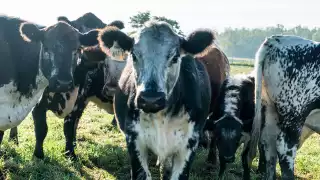 West Side Beef: local, antibiotic-free, ethical meat delivery