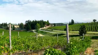 Ruffino Modus Super Tuscan wine
