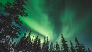 Visit Churchill Manitoba | The Northern Lights over treetops