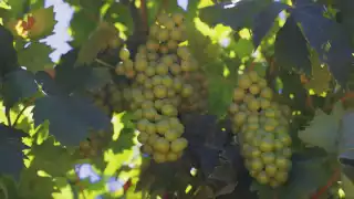 Greek wine | Grapes in Samos, Greece Greek wine | Grapes in Samos, Greece