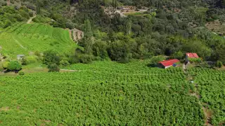Greek wine | A vineyard in Samos, Greece Greek wine | A vineyard in Samos, Greece