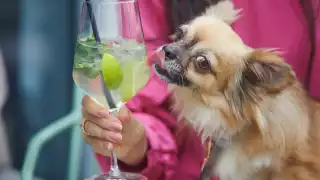Toronto's best dog-friendly patios | A chihuahua licks a cocktail glass on a patio