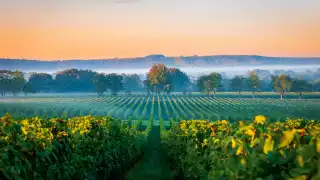 Inside England’s evolving wine regions | A view of Nyetimber Manor Vineyard at dusk