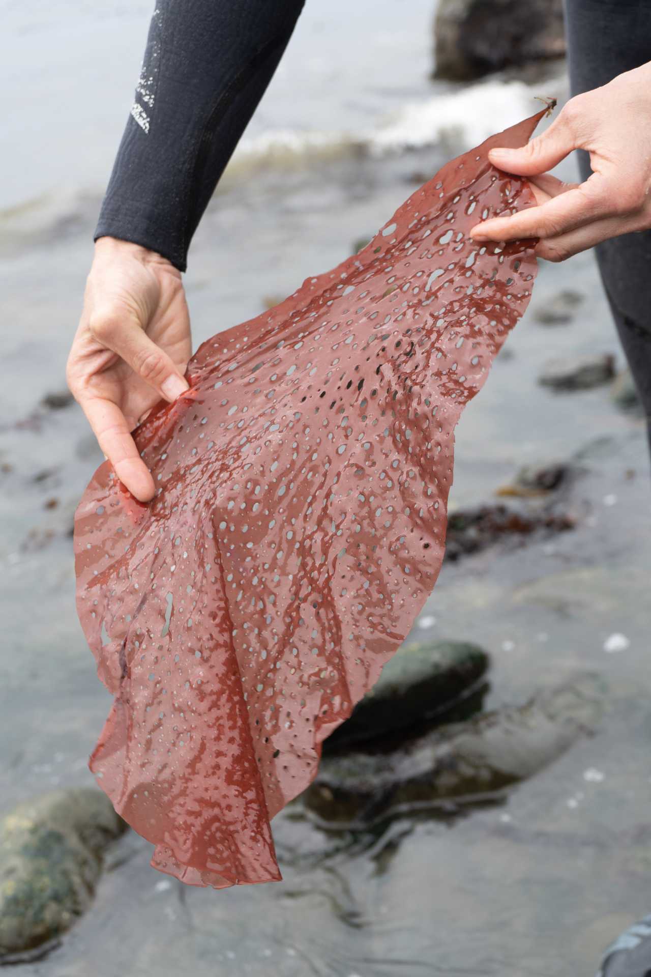 Seaweed benefits | Amanda Swinimer, owner of Dakini Tidal Wilds, holding seaweed Seaweed benefits | Amanda Swinimer, owner of Dakini Tidal Wilds, holding seaweed