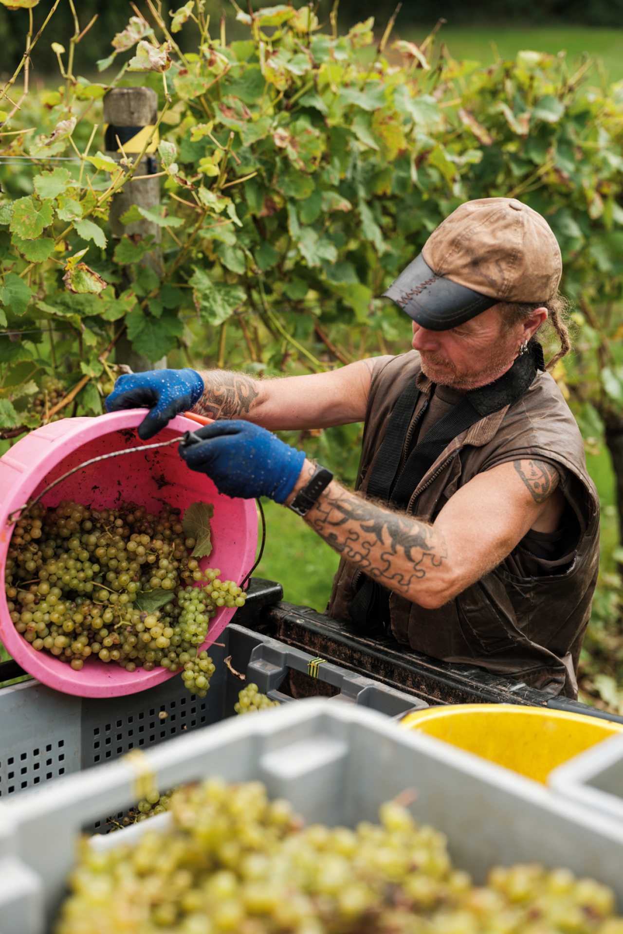 Inside England&rsquo;s evolving wine regions | A picker sorts grapes at Sandridge Barton
