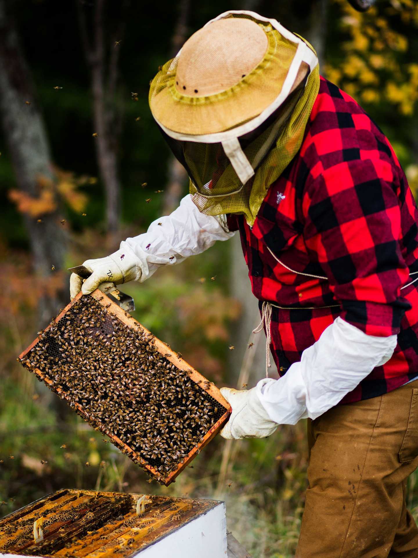 Honey and honeycomb | Making mead at Rosewood Estates Honey and honeycomb | Making mead at Rosewood Estates