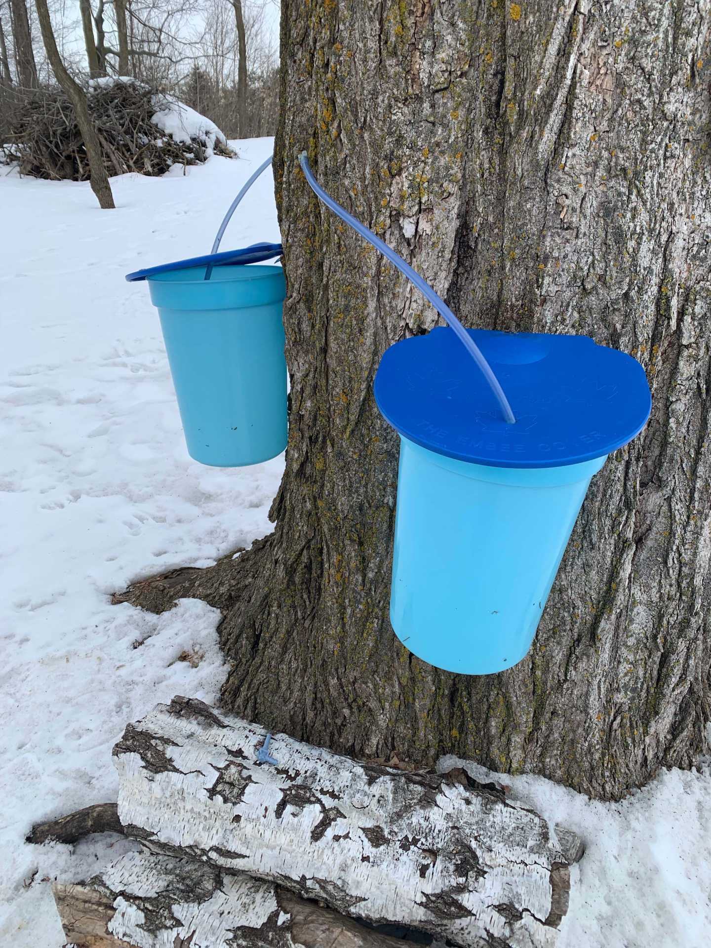 Rural Route Tour Co. maple syrup farm tour | Buckets collecting sap from a maple tree Rural Route Tour Co. maple syrup farm tour | Buckets collecting sap from a maple tree