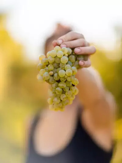 Val d&rsquo;Oca Prosecco | Harvesting the grapes